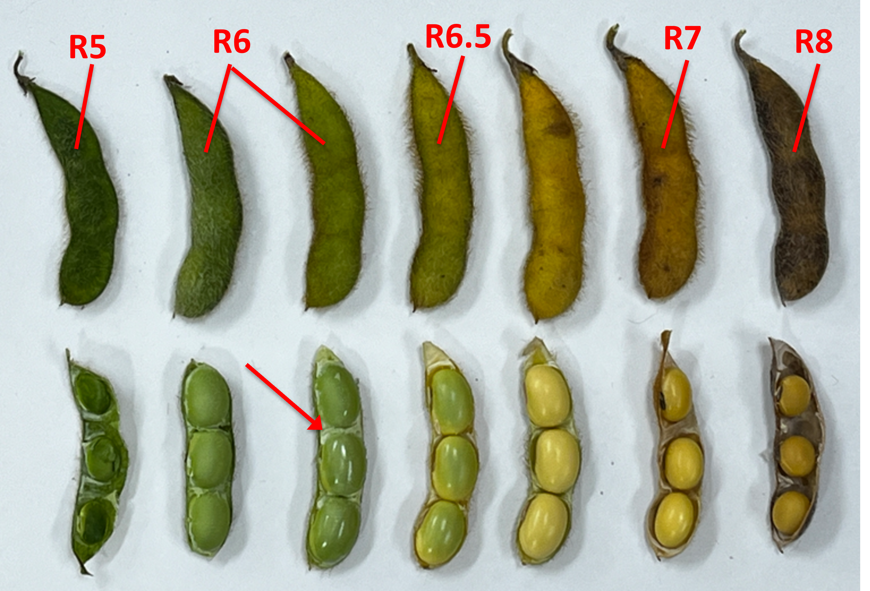 Soybean pods displayed in a row to illustrate late reproductive stages R5 to R8. Top row shows pods changing from green to yellow to brown. Bottom row shows pod interiors: R5 with small green seeds, R6 with full green seeds, R6.5 with swelling seeds, R7 with yellowing seeds, and R8 with mature brown seeds.